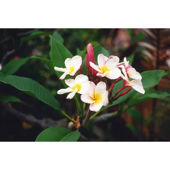 Natural Plumeria Plant